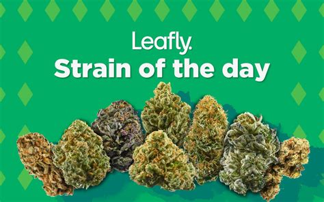 goyard strain leafly|Leafly cannabis strains.